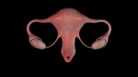 3D model low-poly Uterus | CGTrader