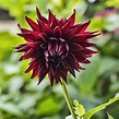 Dahlia 'Black Narcissus' in the Dahlias Database - Garden.org