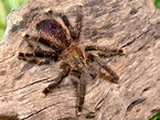 Avicularia sp. Pucallpa-Mardi Gras Pink Toe | My Monsters