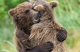 Adorable bear cub siblings hug it out after being reunited