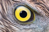 Eagle eye close-up | High-Quality Animal Stock Photos ~ Creative Market