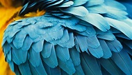 Top 136+ Imagenes plumas de aves - Destinomexico.mx