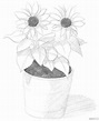 如何學素描——素描太陽花的繪畫教程 - 壹讀
