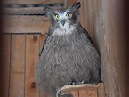 Bubo blakistoni doerriesi / Blakiston's fish owl in The Russian ...