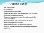 PPT - O Reino Fungi PowerPoint Presentation, free download - ID:5340769