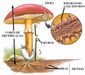 Reino Fungi - Biologia - Escola Educação