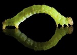 Intriguing Facts About Inchworms You Probably Didn't Know - Animal Sake