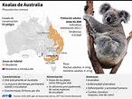 🇦🇺🐨 Características de los koalas en Australia y mapa de su hábitat AFP ...