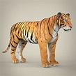 Realistic Bengal Tiger 3D Model in Wildlife 3DExport