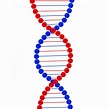 Qué es la poza genética - Terapia Génica