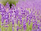 5 Lavender Facts That Will Make You Love this Fragrant Herb Even More