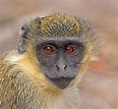 Green monkey - Wikipedia