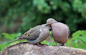 Two Turtle Doves Photograph by Cynthia Guinn - Pixels