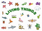 What are the characteristics of living things? - Your Info Master