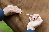IM (Intramuscular) & IV (Intravenous) Injections for horses | Ranvet