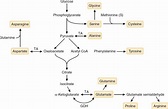 Synthesis and Degradation of Amino Acids | Basicmedical Key