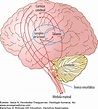 Sistema motor II: cerebelo y ganglios de la base | Fisiología humana ...