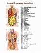 mensch-innere-organe