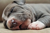 Newborn Puppy Photos From Their First Three Weeks Of Life | HuffPost