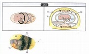 Placenta zonal ou zonária. A placenta zonária consiste em três zonas ...