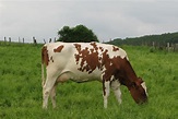 Fichier:Red Holstein.jpg — Wikipédia