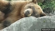 Sleeping Bear GIFs | Tenor