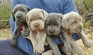 Cane Corso Puppies For Sale | St. Louis, MO #244094