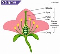 Stigma - Definition, Meaning, Location, Function & Diagram