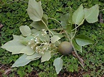 Euphorbiaceae - Wikipedia