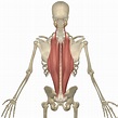 Exploring The Erector Spinae Muscles | 3D Muscle Lab