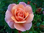 Single Rose | Rose flower photos, Beautiful rose flowers, Flowers ...