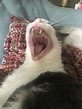 Review Of Cat Cursed Images 2022 – bestanimalart.com