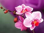 Beautiful Orchids Wallpapers - Top Free Beautiful Orchids Backgrounds ...