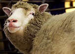 25 años de la oveja Dolly, el fracaso que cambió la ciencia
