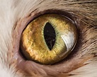 These Closeup Portraits Of Cat Eyes Are Kitty Lover Kryptonite ...
