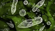 What is Protozoa? | BetterHealth.com