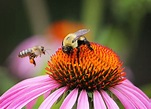 42 Bee Friendly Garden Plants | Joybilee® Farm | DIY | Herbs | Gardening