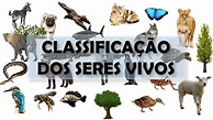 CLASSIFICAÇÃO DOS SERES VIVOS - YouTube