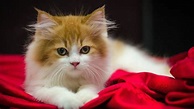 kittens, Kitten, Cat, Cats, Baby, Cute Wallpapers HD / Desktop and ...
