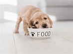 Can my puppy eat raw food? | Henley Raw Dog Food - Henley Raw Dog Food