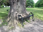公園老樹一口「吞」長椅！網友全驚呆