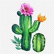 Acuarela Flor Cactus PNG ,dibujos Cactus, Acuarela, Floración PNG y PSD ...