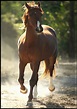 Cavallo marrone | Güzel atlar, Atlar, Kaplanlar