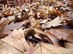 dead leaves Free Photo Download | FreeImages