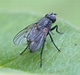 File:Black fly Isojärvi.JPG - Wikimedia Commons