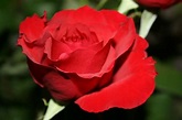 Las rosas: características | Plantas