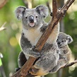 Koala Bear Interesting and Amazing All Basic Facts | Animals Lover