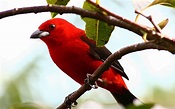 Red Sparrow Bird : Sparrow Bird On A Red Flower Stock Photo - Image of ...