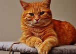 Free picture: cat, portrait, cute, animal, feline, kitten, kitty, fur, pet