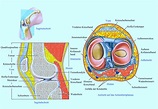 Anatomie des Kniegelenks, Aufbau, Gelenkart, Bänder, Meniskus, Knochen